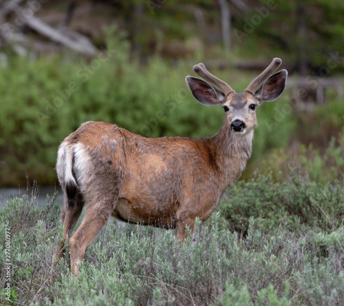 Deer in Yellowstone