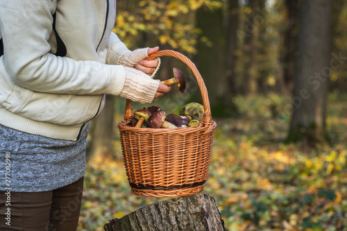 Woman picking mushroom into wicker basket in autumn forest
