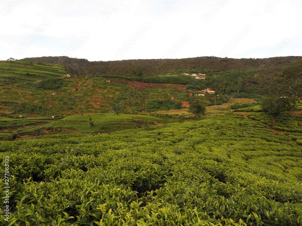 Beautiful view of the high mountain tea plantation in Sri Lanka, Nuwara Eliya