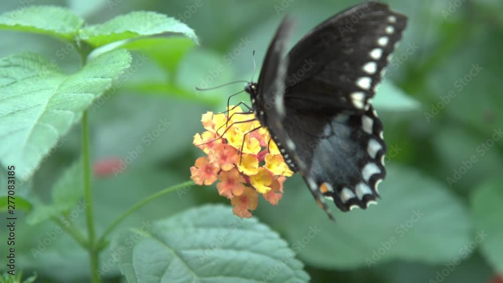 Butterfly jumps from flowers to take off slow motion