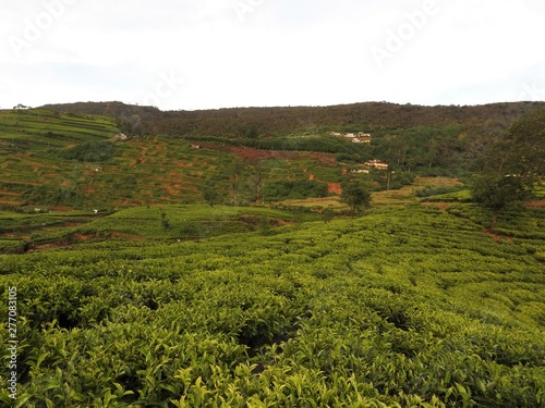 Beautiful view of the high mountain tea plantation in Sri Lanka  Nuwara Eliya