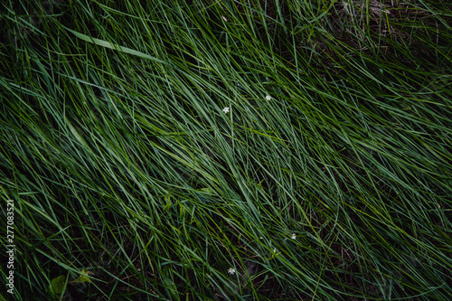 closeup of green grass