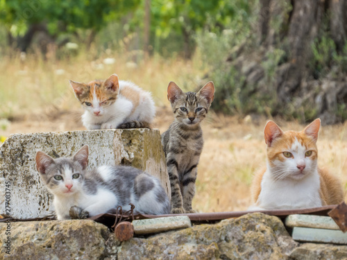 Canvas Print Wild Cats Family in Canino, Italy