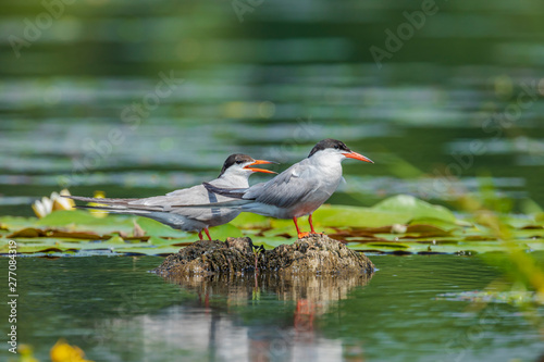 The black-headed gull sits on a boarder of a forest lake. © underwaterstas