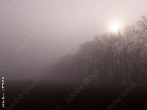 Morgendämmerung im Nationalpark Kellerwald an der Edertalsperre. Es ist ein kalter und nebeliger Morgen.