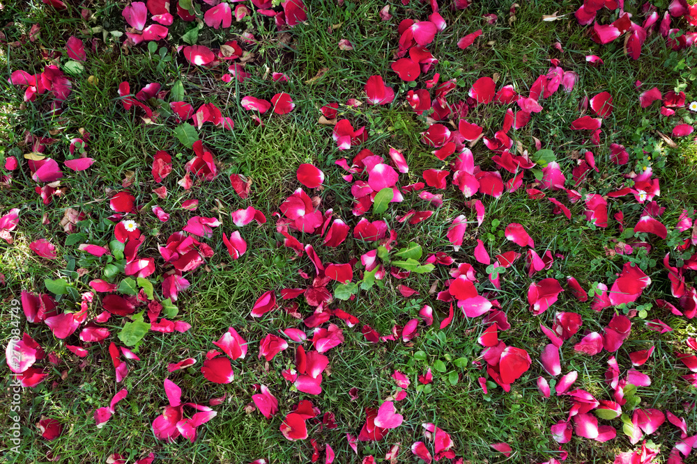 red flower petals on the grass on a sunny summer day