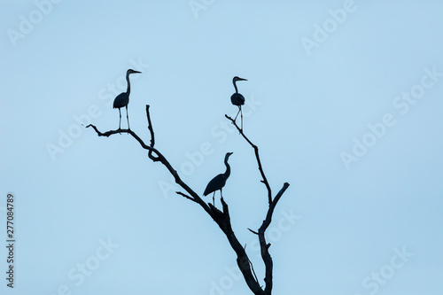 Silhouettes of gray herons sitting on the branches of a dry tree