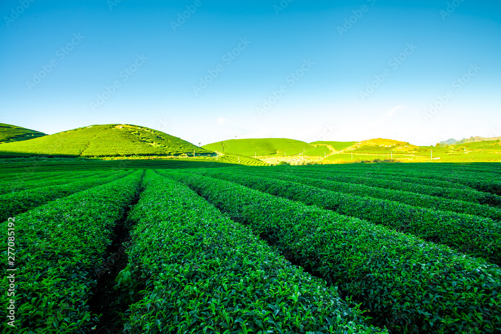 Beautiful landscape of Tea hill in Moc Chau Highland, Vietnam
