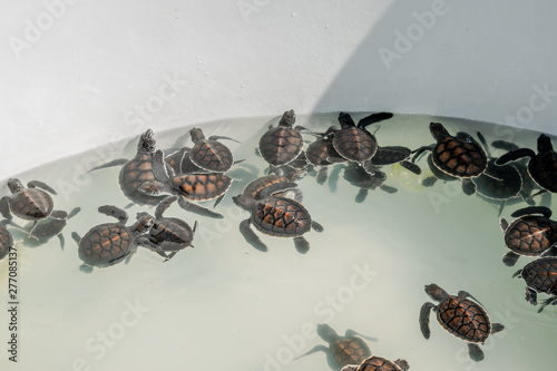 The sea turtle swims in the treatment pool for conservation