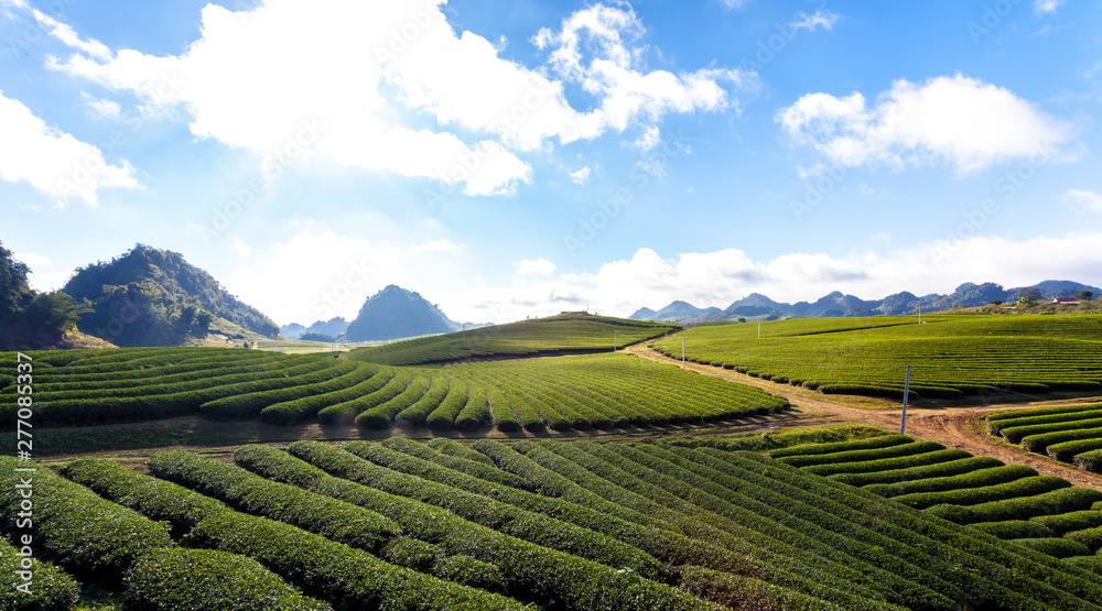 Beautiful landscape of Tea hill in Moc Chau Highland, Vietnam
