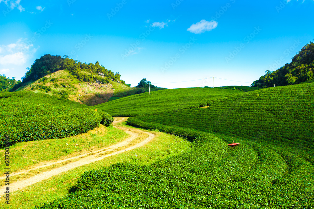 Green tea hill in Moc Chau highland, Son La, Vietnam Green tea hill in Moc Chau highland, Son La, Vietnam