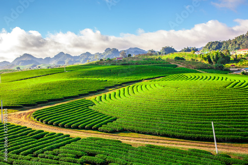 Beautiful landscape of Tea hill in Moc Chau Highland, Vietnam 