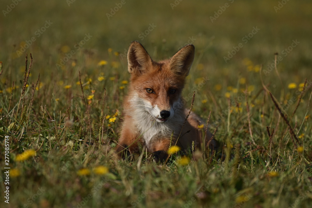 Obraz premium red fox vulpes vulpes