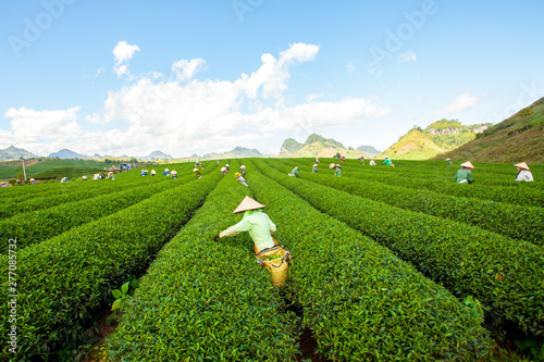 H'mong farmer collecting tea leaf in tea fields at Moc Chau Highland, Son La, Viet nam