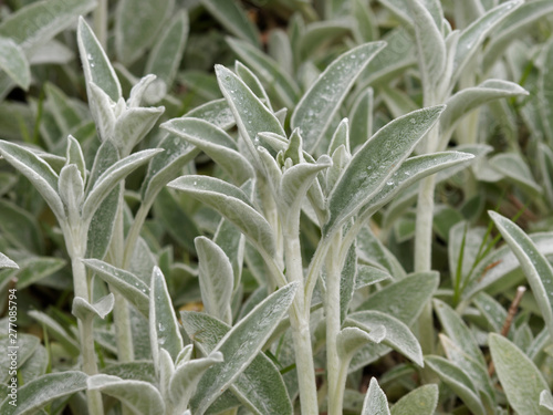 Stachys byzantina - L'épiaire de Byzance ou épiaire laineuse aux feuilles couvrantes, duveteuse, soyeuses de couleur gris-blanc photo