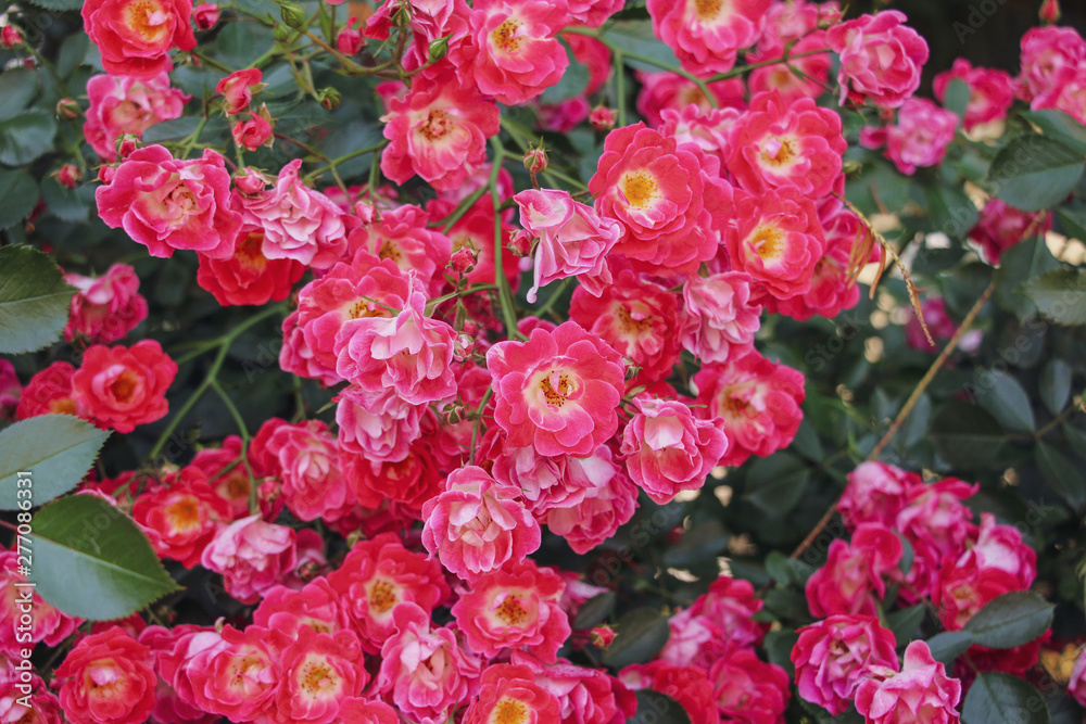 Shrub red tea roses blossom in the garden Shrub red tea roses blossom in the garden