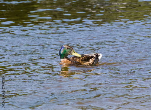 The wild duck swims on a zer during a summer season photo