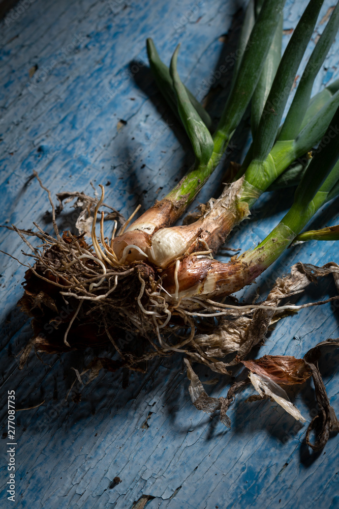 Onions roots on old wood surface
