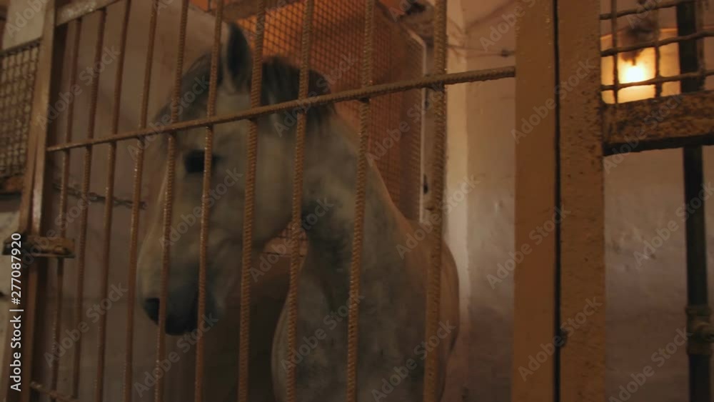 Horse is in a stall on a farm. Head of a horse, close-up.