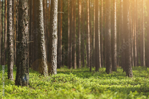 Beautiful summer pine forest, green leaves of lingonberry, sun glare. The middle part of the frame is in focus. Far and background blurred