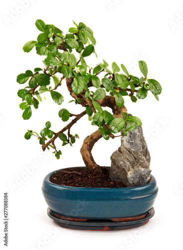 bonsai tree in blue pot