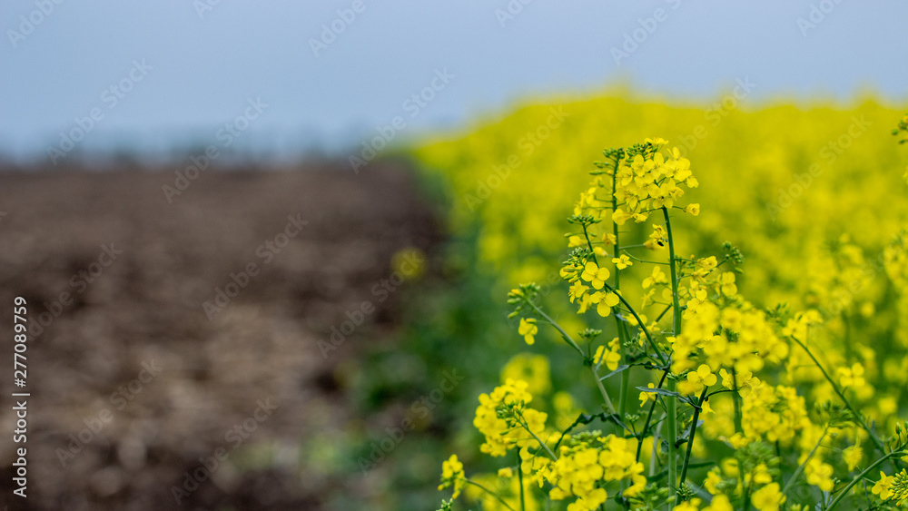 Obraz premium Blooming oilseed rape, rape fields. Close up