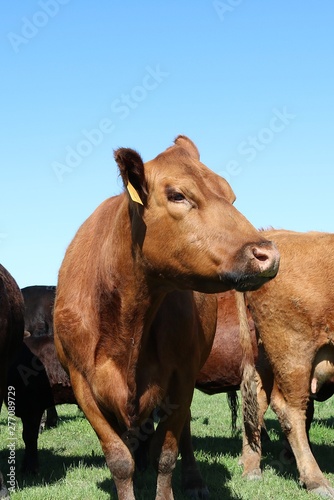 Close up of angry looking brown cow looking at camera