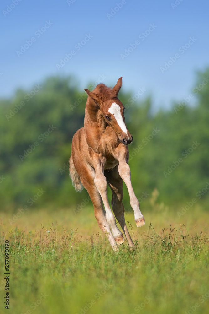 Fototapeta premium Red colt free run