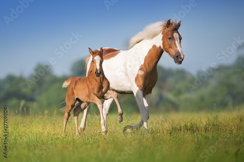 Mare and foal run © kwadrat70