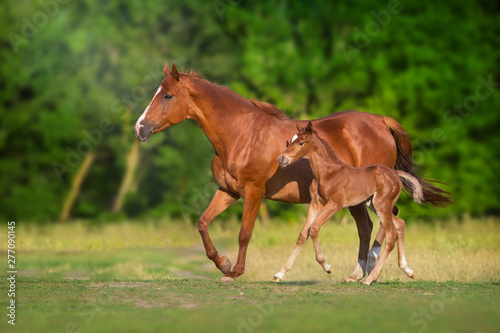 Mare and foal run