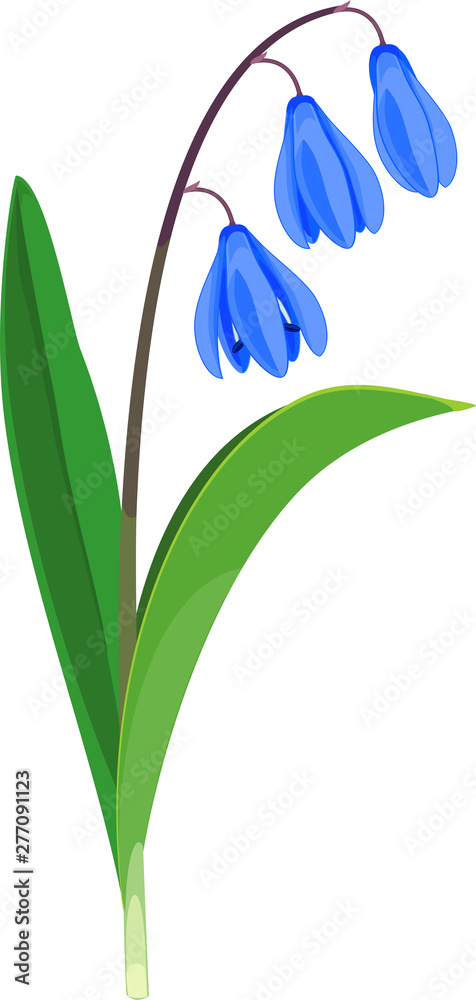 Obraz premium Siberian squill or Scilla siberica plant with blue flowers and green leaves isolated on white background