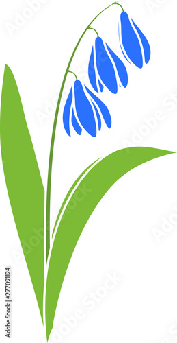 Siberian squill or Scilla siberica plant with blue flowers and green leaves isolated on white background