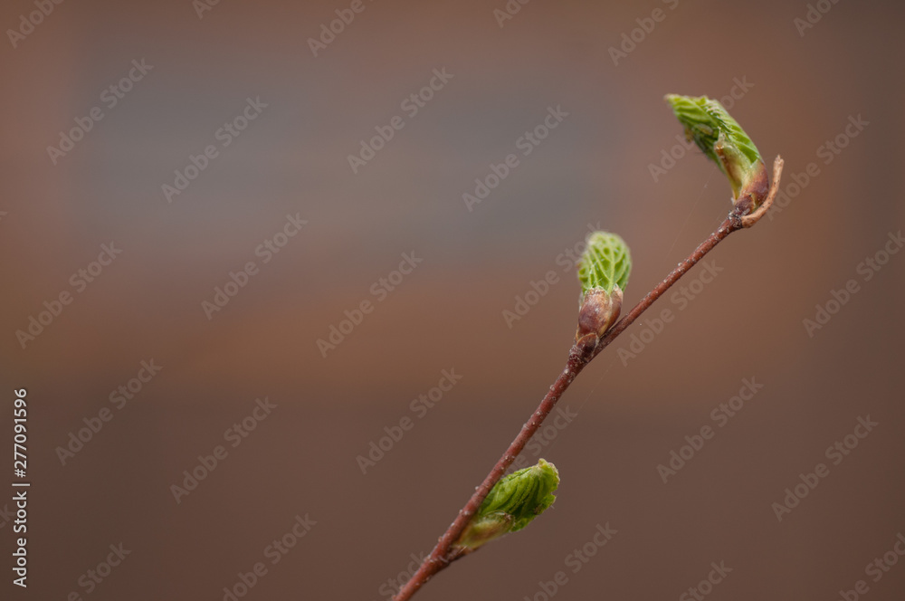 Young leaves on a birch tree