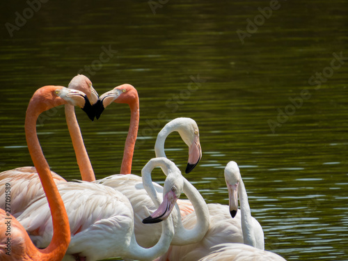 Photography Flamingos in Vinpearl Safari zoo park, Phu Quoc, Vietnam