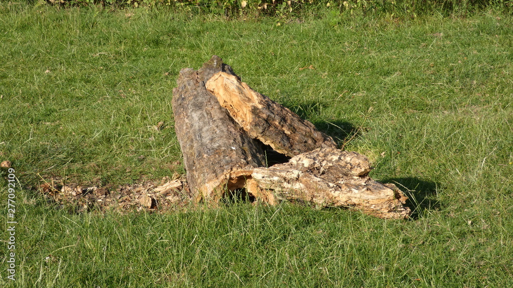 Oak Tree home for the hedgehog Oak Tree home for the hedgehog