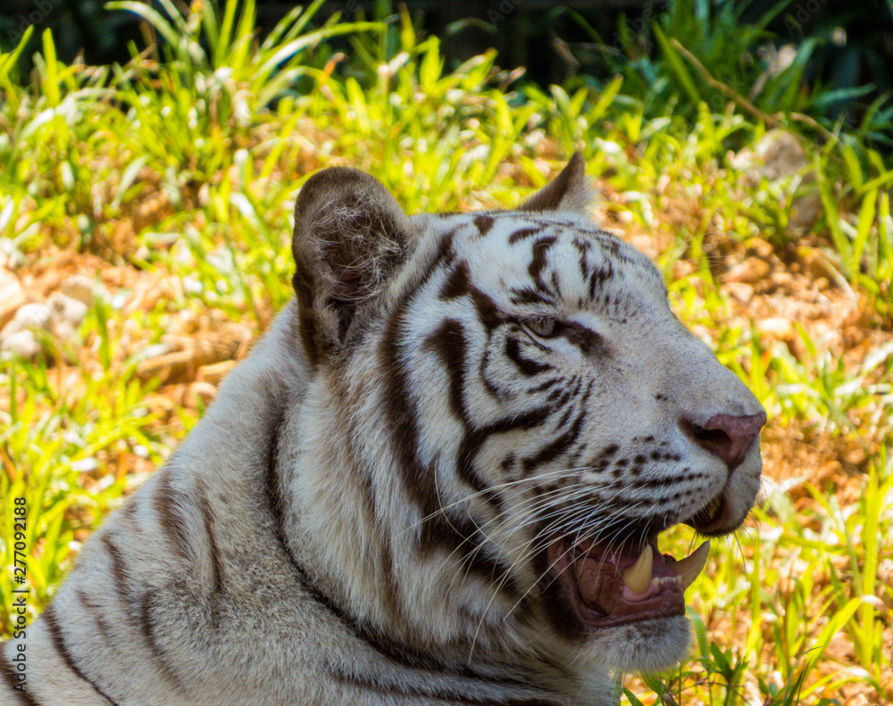 Obraz premium White Tiger Portrait