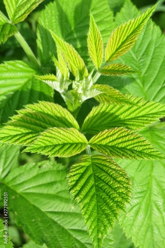 Beautiful green raspberry leaves in the garden in spring, closeup