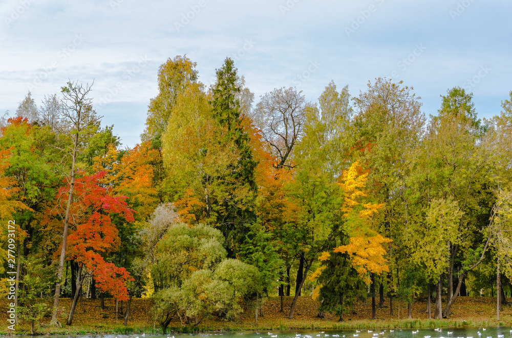 Forest wall of autumn trees on the high Bank playing with colored paints autumn, fall, tree, 