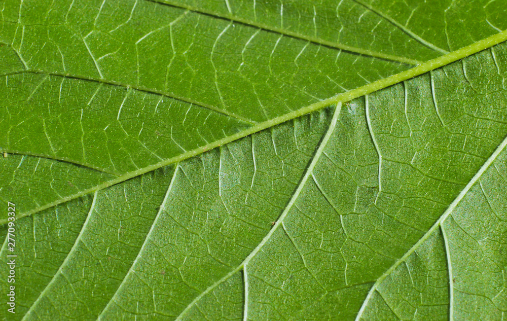 Green leaf texture close up macro Green leaf texture close up macro