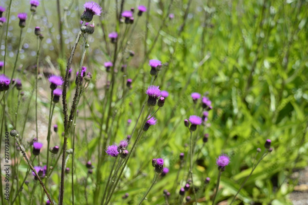Closeup Cirisium pannonicum called also plum thistle with blurred background in summer garden Closeup Cirisium pannonicum called also plum thistle with blurred background in summer garden