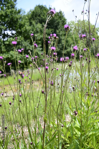 Closeup Cirisium pannonicum called also plum thistle with blurred background in summer garden photo