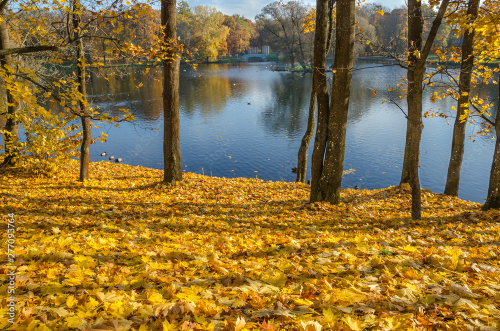 Obraz premium The carpet of yellow leaves covers the ground, trees in gold decoration, blue water in the lake.