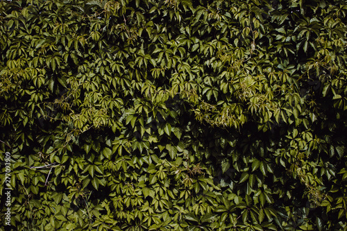 green leaves background