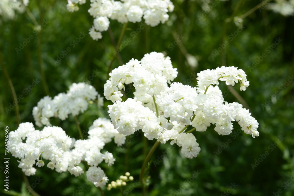 Closeup filipendula ulmaria - very ornamental plant with blurred background in damp meadow