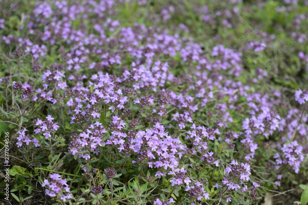 Closeup Thymus kosteleckyanus called also Thymus pannonicus with blurred background in summer meadow Closeup Thymus kosteleckyanus called also Thymus pannonicus with blurred background in summer meadow