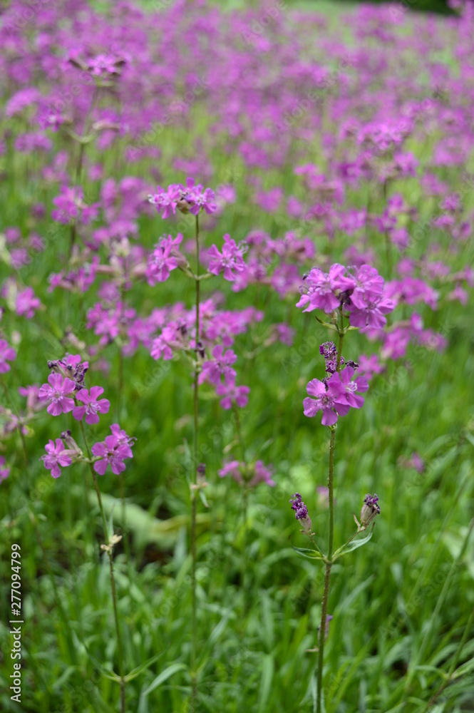 Closeup silene yunnanensis called as campion with smal beuriful purple flowers with blurred background in garden Closeup silene yunnanensis called as campion with smal beuriful purple flowers with blurred background in garden