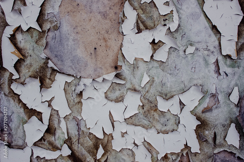 bark of a tree