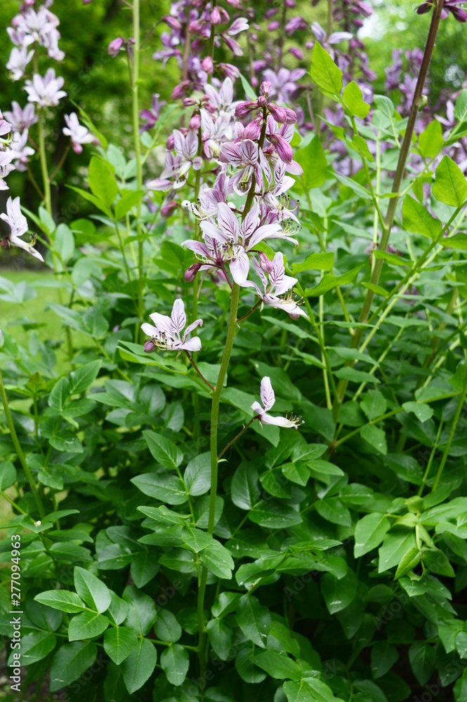 Closeup dictamnus albus known as burning bush with blurred background in summer garden Closeup dictamnus albus known as burning bush with blurred background in summer garden