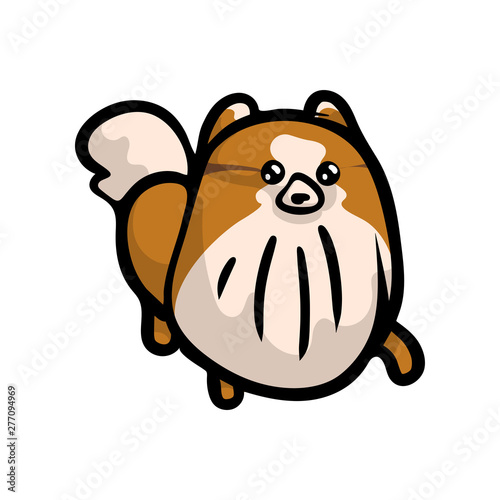 Cute and clean pomeranian spitz dog walking in park