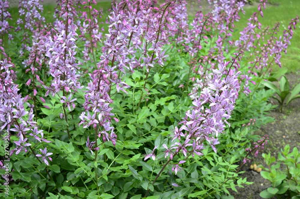 Closeup dictamnus albus known as burning bush with blurred background in summer garden Closeup dictamnus albus known as burning bush with blurred background in summer garden